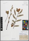 Foto von Salix appendiculata Vill. x Salix caprea L.